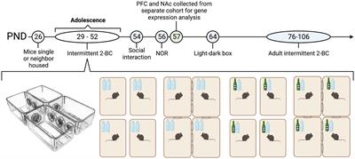 Adolescent social housing protects against adult emotional and cognitive deficits and alters the PFC and NAc transcriptome in male and female C57BL/6J mice
